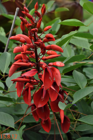 Erythrina crista-galli